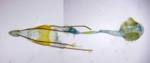 Phycitodes inquinatella